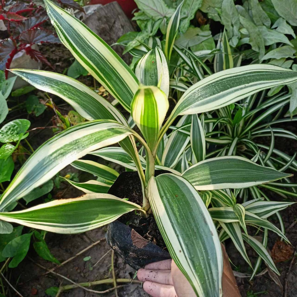 Cây phát tài sọc trắng xanh cực đẹp - Cây phát tài Mỹ siêu đẹp