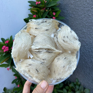 100gr Tổ Yến Thô Già ít lông tặng kèm Nhíp, táo đỏ, đường phèn, hạt chia, túi giấy/ Tổ Yến Thô Khánh Hòa
