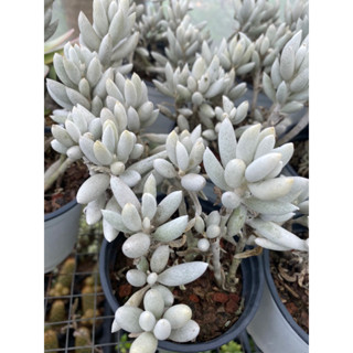 CÂY SEN ĐÁ HỒ LY BỤI TO 🌵 [Chính hãng]⚡ [Ảnh thật] ❤ [FreeShip] ✈ [Có sẵn]