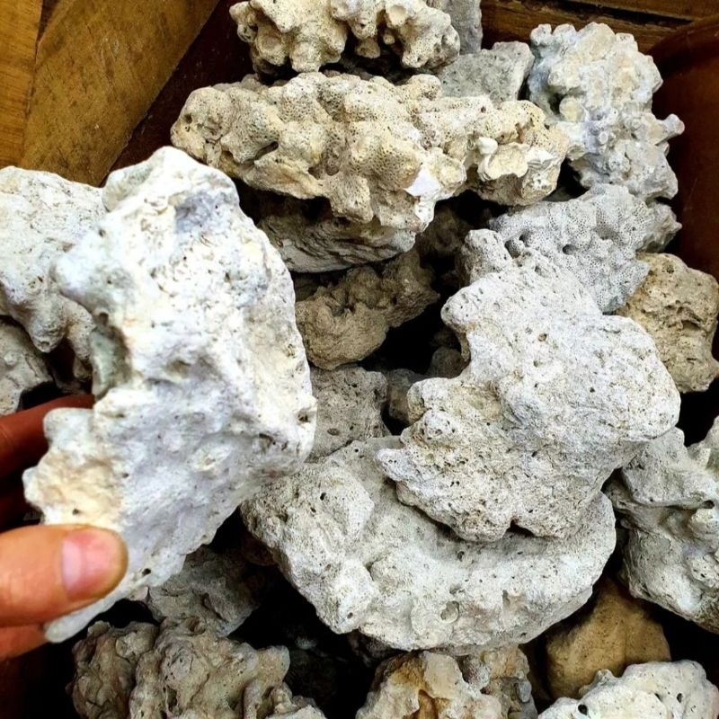 Đá san hô tự nhiên  dưới biển  dùng làm layout hồ cá thủy sinh, lọc nước hồ cá thủy sinh