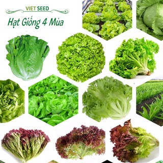 Hạt giống xà lách tổng hợp, xà lách đăm, xà lách giòn, xà lách ý....hạt giống 4 mùa