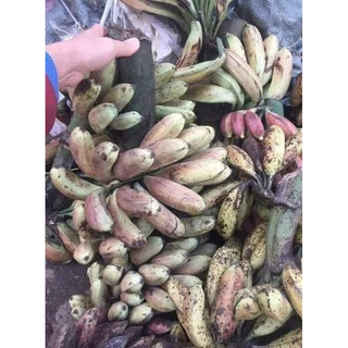 Quả Chuối Hột Rừng Hàng Loại 1