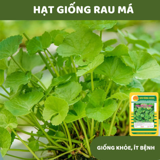 Hạt giống rau má lá nhỏ dễ trồng, phát triển nhanh - hạt giống vattuxanh