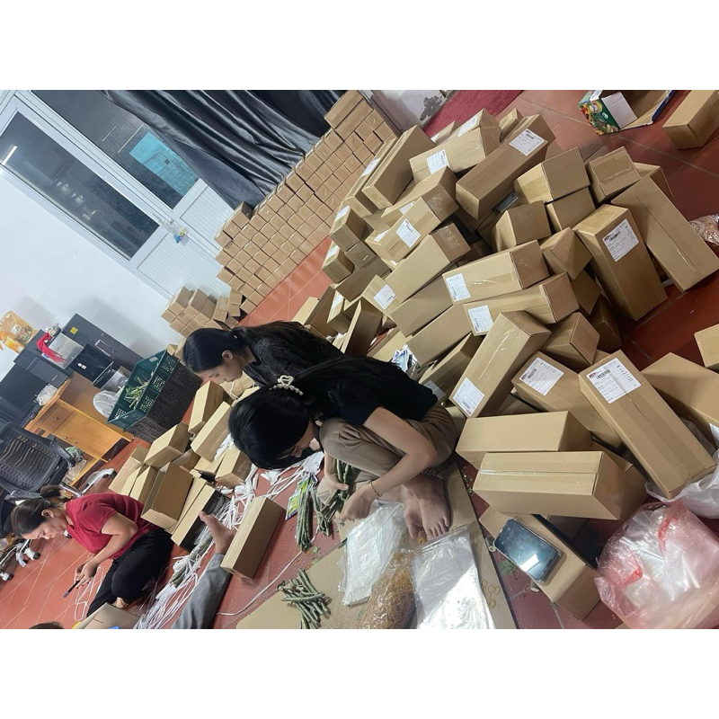 Giống rau bina chaya