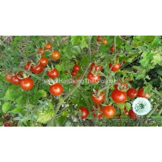 0.1gr 100 hạt	hạt giống cà chua bi rừng tg83