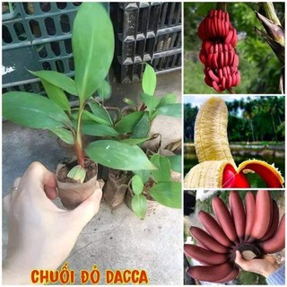 Chuối đỏ dacca cây cấy mô