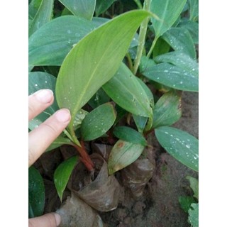CHUỐI ĐỎ DACCA cây cấy mô