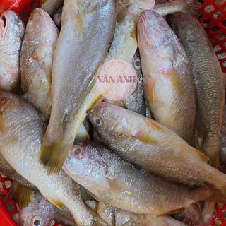 khô Cá đù -chuẩn cá lưới