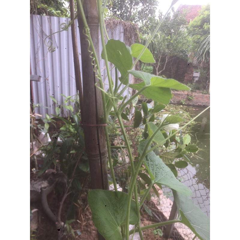 100 hạt giống bầu hồ lô cao sản