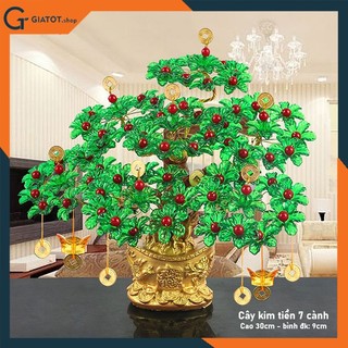 Cây kim tiền phát tài phát lộc đế vàng