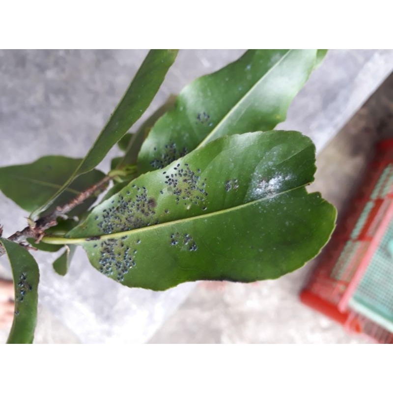 Movento 150OD - Sản phẩm chính hãng Bayer