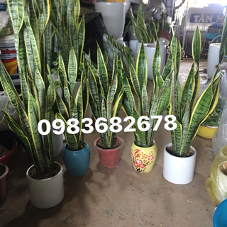 Chậu cây lưỡi hổ sz to
