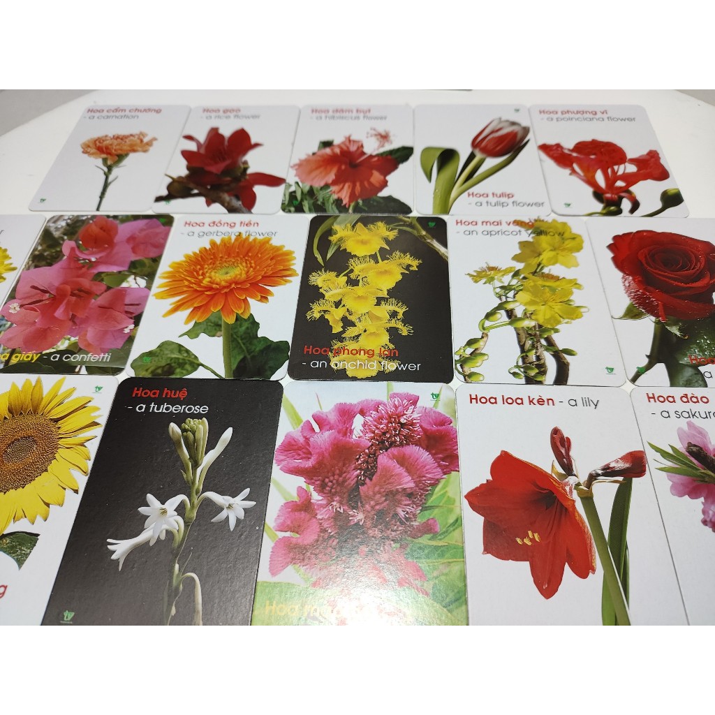 Thẻ học các loại hoa, Flashcards song ngữ thông minh, giáo cụ mầm non