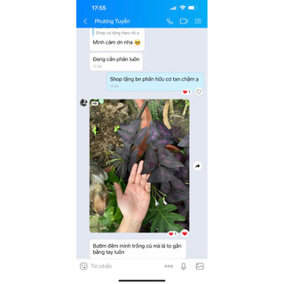 củ hoa bướm đêm-tím