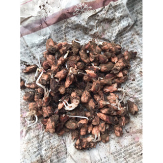 củ hoa bướm đêm-tím