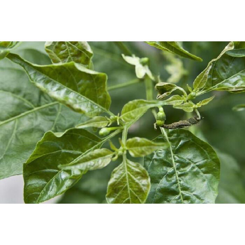 Sản phẩm chăm sóc Hoa Hồng, cây cảnh Con fi dor Bayer 20 ce ce