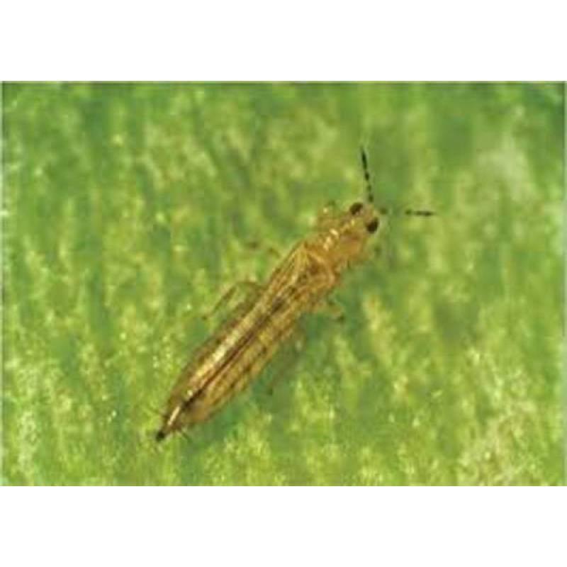 Sản phẩm chăm sóc Hoa Hồng, cây cảnh Con fi dor Bayer 20 ce ce