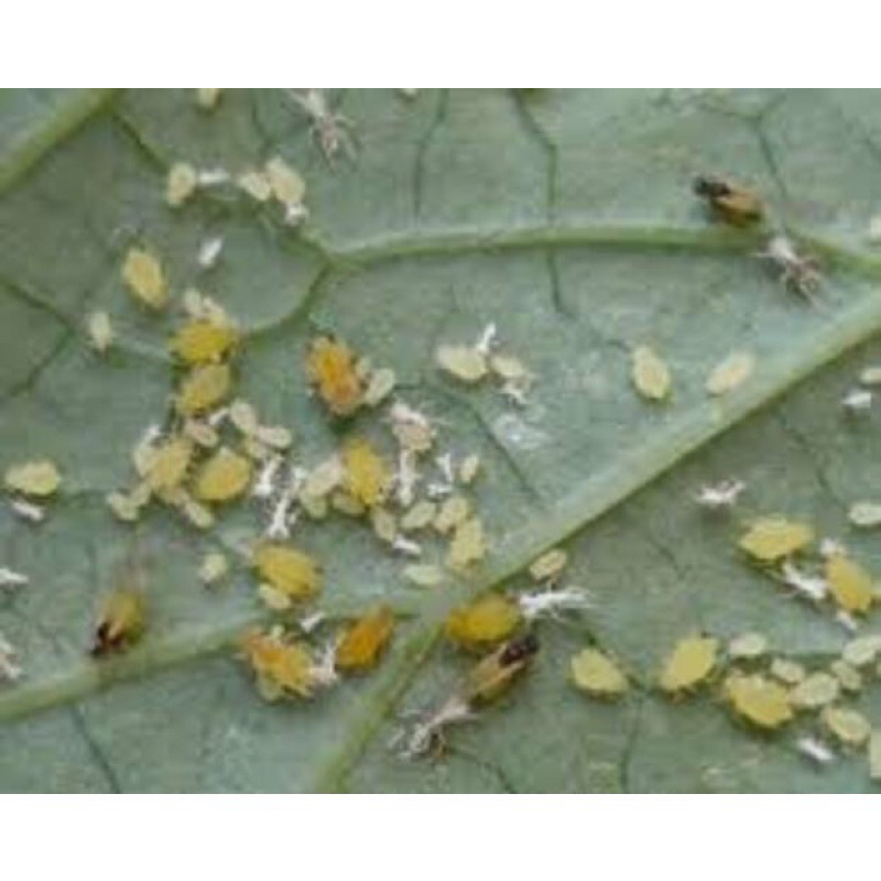 Sản phẩm chăm sóc Hoa Hồng, cây cảnh Con fi dor Bayer 20 ce ce