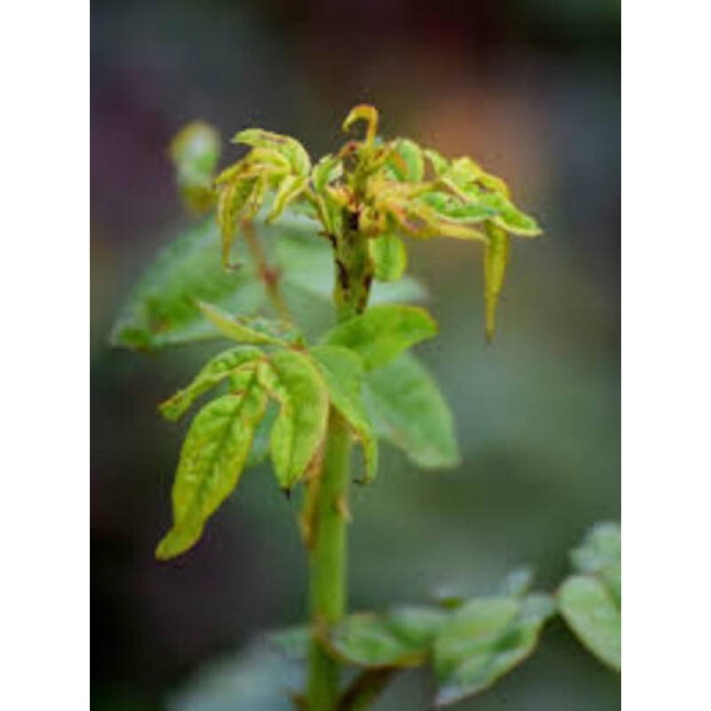 Sản phẩm chăm sóc Hoa Hồng, cây cảnh Con fi dor Bayer 20 ce ce