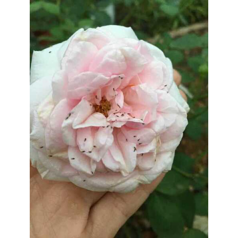 Sản phẩm chăm sóc Hoa Hồng, cây cảnh Con fi dor Bayer 20 ce ce