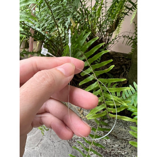 Kim gài, dây cước gài mác áo (10k/100c)