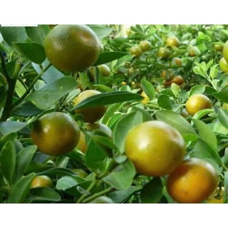 Cây giống Tắc chua nhánh chiết