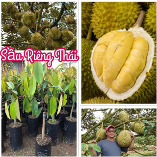 Cây sầu riêng thái, sầu riêng Ri6 F1 - caygiong-f1