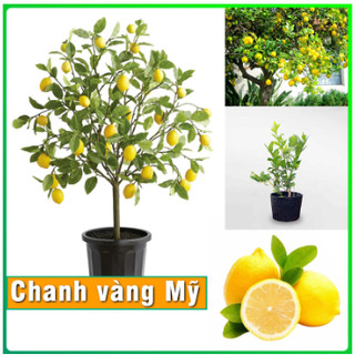 Cây giống chanh vàng mỹ, cây giống chanh độc lạ - caygiong-f1