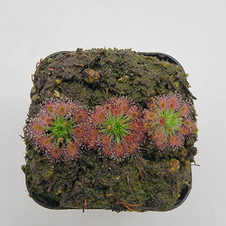 Drosera Roseana , gọng vó Roseana