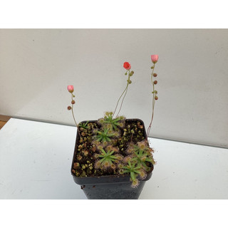 Drosera Pulchella , gọng vó Pulchella