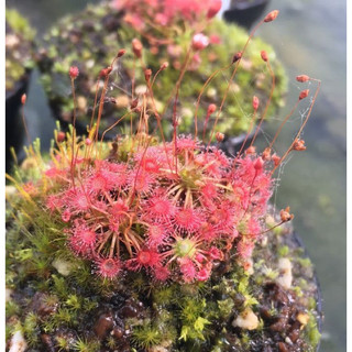 Drosera Pygymae , gọng vó pygymae