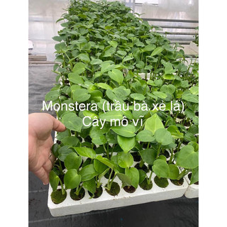 Cây Monstera (trầu bà xẻ lá)/ Kiểng lá/ cây trong nhà