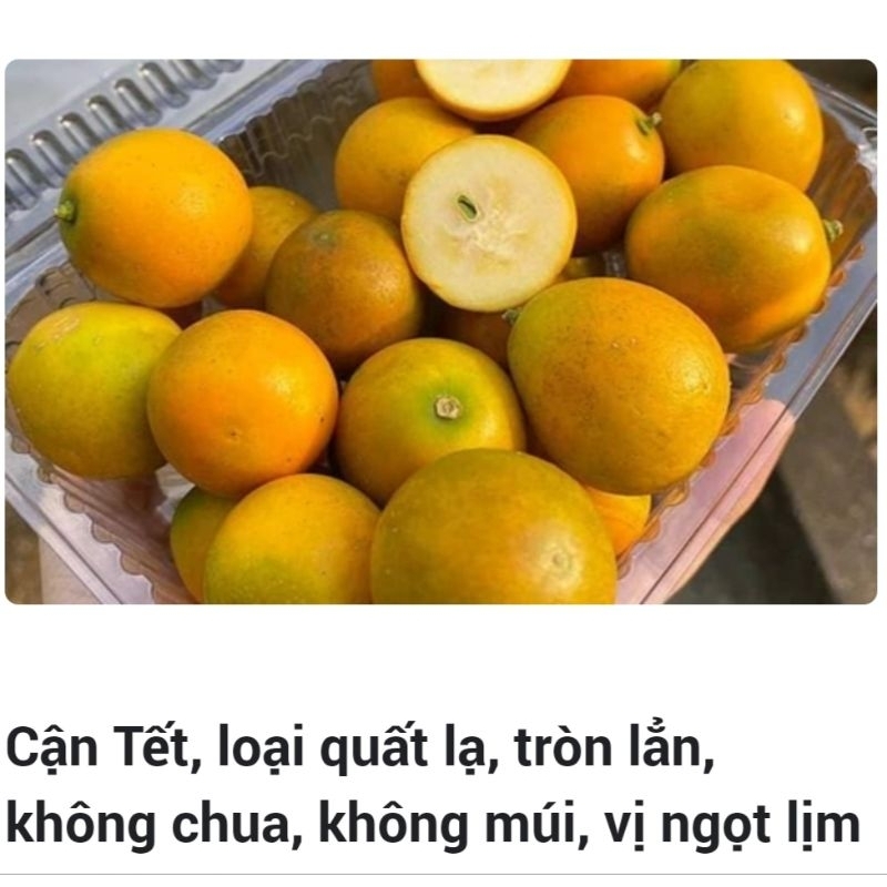 Cây tắc ngọt đài loan