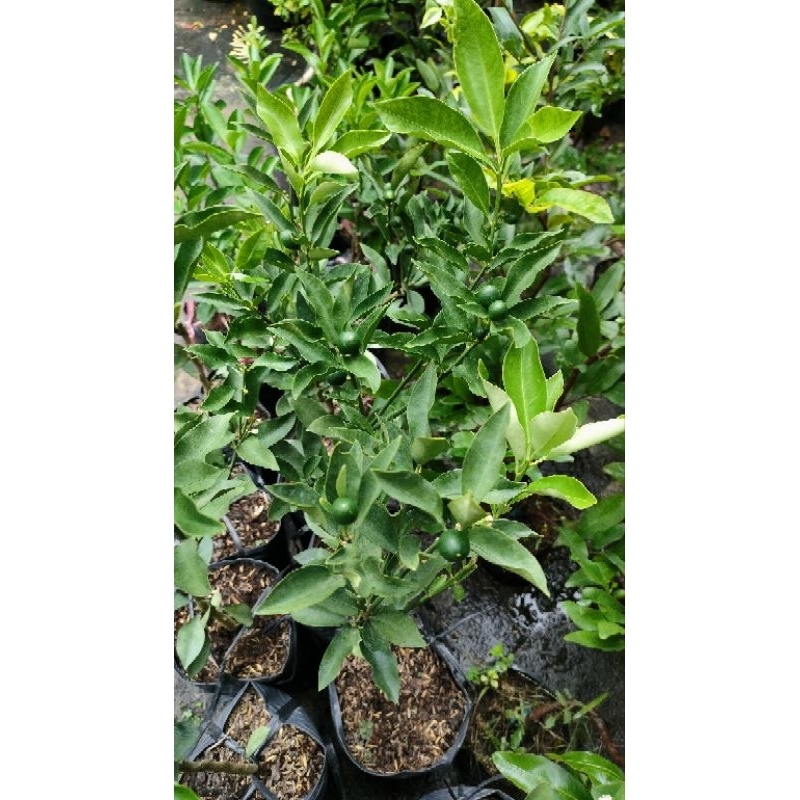 Cây tắc ngọt đài loan