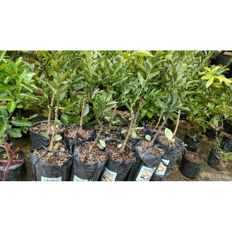 Cây tắc ngọt đài loan