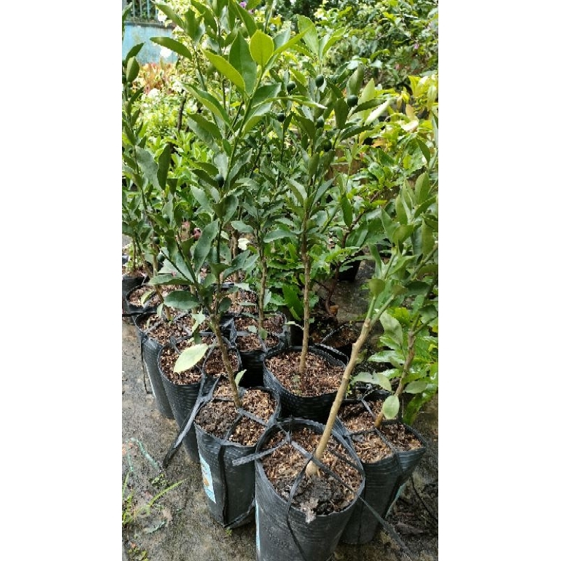 Cây tắc ngọt đài loan