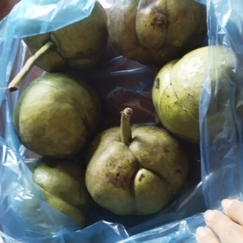 Combo 5 quả sổ rừng