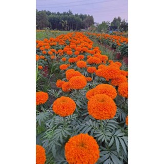 gói 1000 hạt giống hoa cúc vạn thọ cam đỏ bông to đại