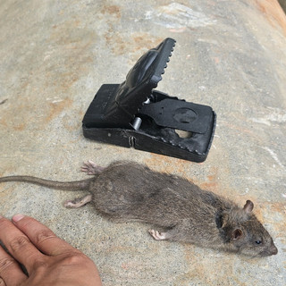 Bẫy chuột 🐀 freeship 🐁 giá sỉ đầu thùng 5,8k đen thông minh