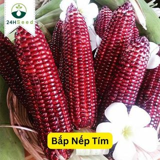 Hạt giống bắp nếp tím - ngô tím f1 gói 20 hạt 24hseed