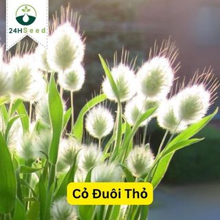 Hạt giống cỏ đuôi thỏ gói 100 hạt 24HSeed