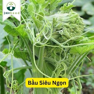 Hạt giống bầu siêu ngọn dễ trồng 24HSeed