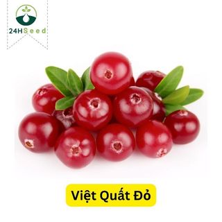 Hạt giống cây việt quất đỏ gói 30 hạt 24HSeed