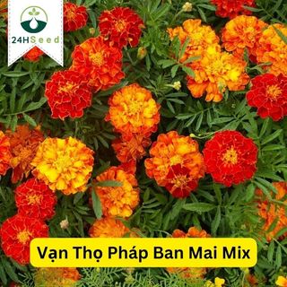 Hạt giống hoa vạn thọ Pháp nhiều màu mix 24HSeed
