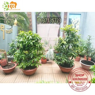 cây mai giảo cây lớn chơi tết 2024 ( cao trên 1 mét 5 )