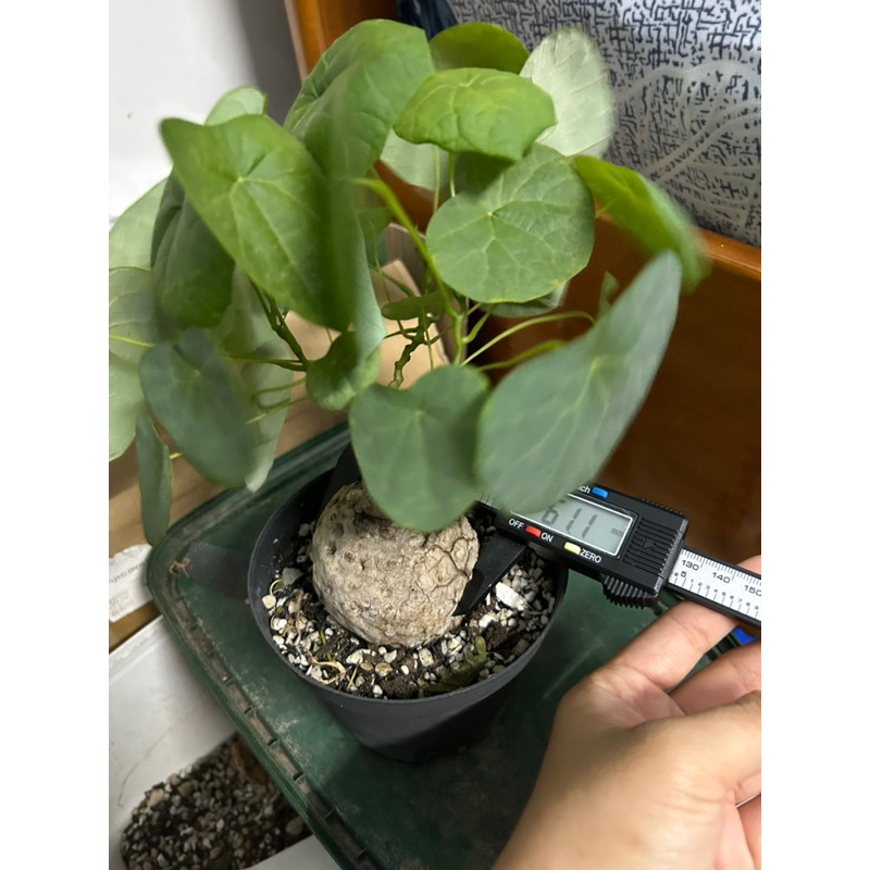 Củ bình vôi Stephania Suberosa