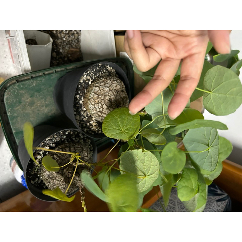 Củ bình vôi Stephania Suberosa