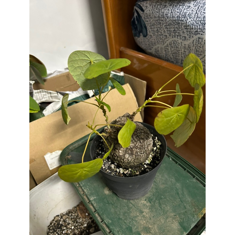 Củ bình vôi Stephania Suberosa