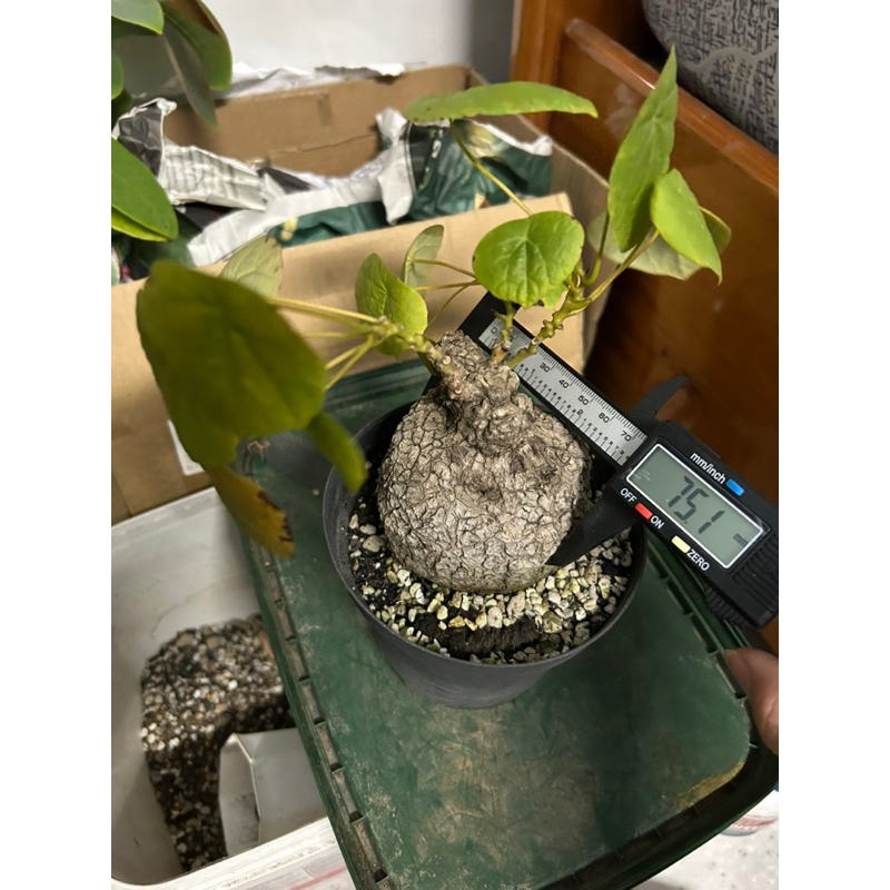 Củ bình vôi Stephania Suberosa