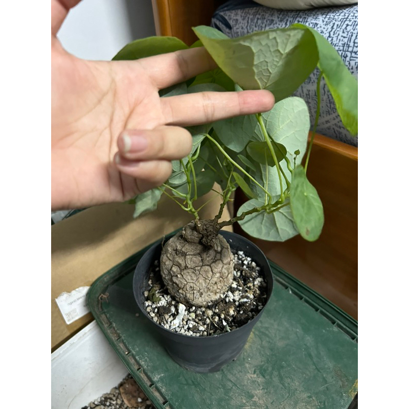 Củ bình vôi Stephania Suberosa